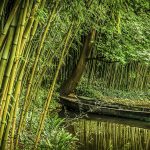 bamboo forest