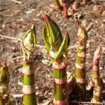 bamboo sprouts example