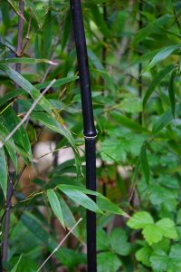 black bamboo stalk