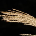 miscanthus sinensis feature reed grass