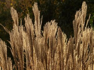 miscanthus-feater reed grass