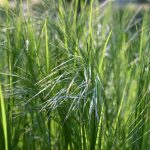 ornamental grasses blowing in the wind