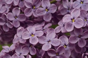 lilac-purple